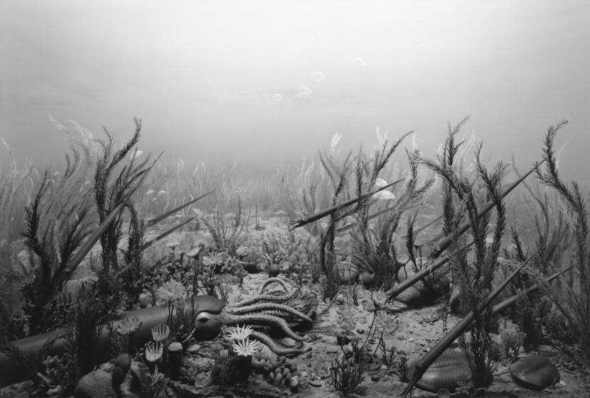 Underwater reference used during Padusan development